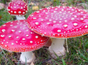 Amanita Mushroom